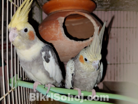 1 pair Cockatiel রানিং কোকাটেল